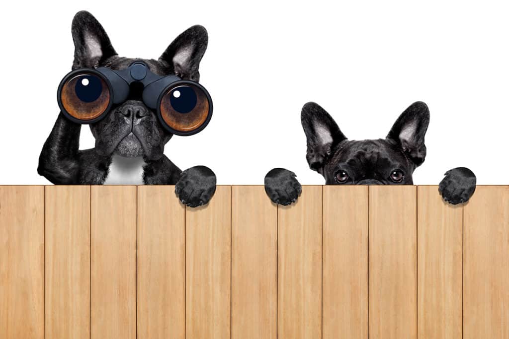 Illustration of two dogs, one with binoculars, peering over a solid wooden fence.
